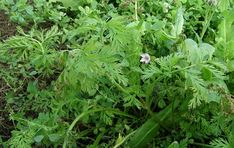 Erodium salzmannii