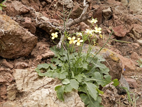 Erucastrum cardaminoides