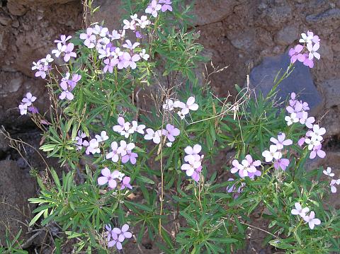 Erysimum bicolor