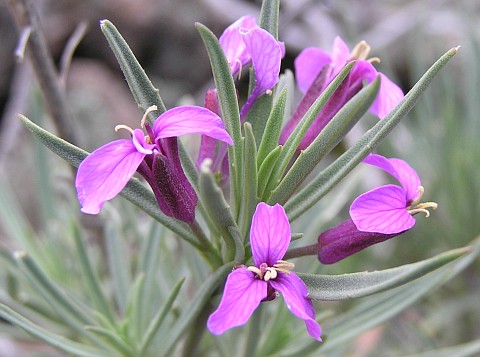 Erysimum scoparium