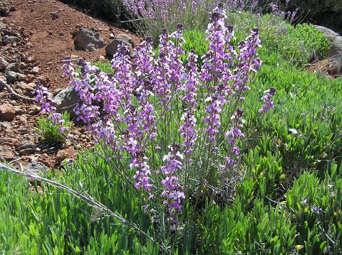 Erysimum scoparium