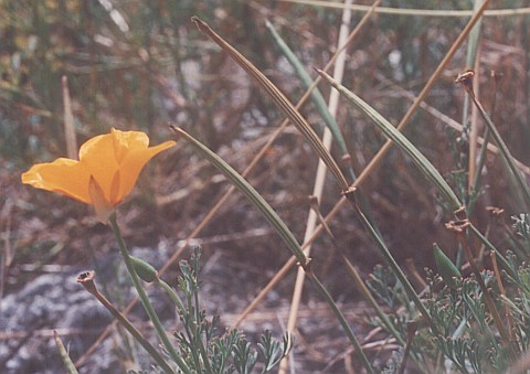 Frutos de Eschscholzia californica