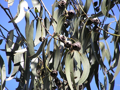 Eucalyptus globulus