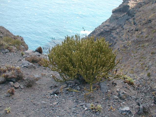 Euphorbia aphylla