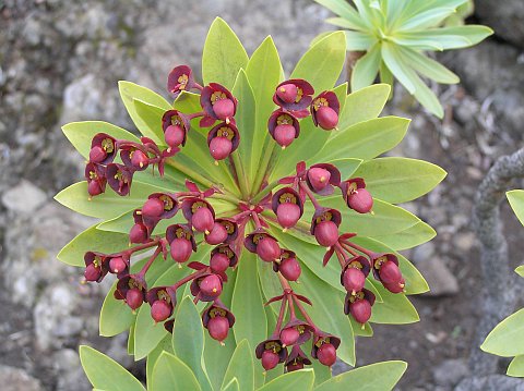 Euphorbia atropurpurea