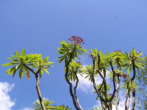 Euphorbia atropurpurea