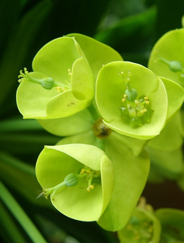 Euphorbia bourgeana