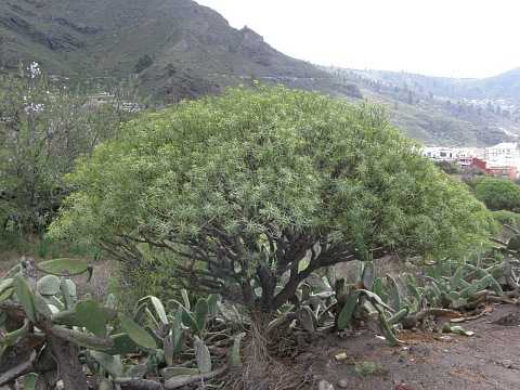 Euphorbia lamarckii