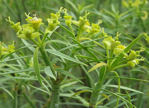 Euphorbia lamarckii