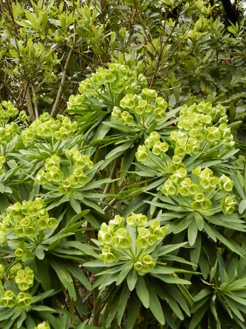 Euphorbia lambii