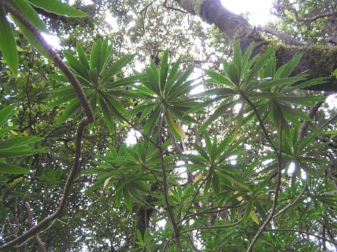 Euphorbia mellifera