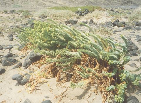 Euphorbia paralias