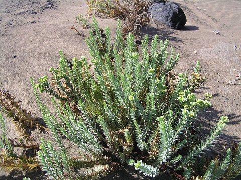 Euphorbia paralias