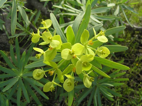 Euphorbia regis-jubae