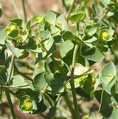 Euphorbia segetalis