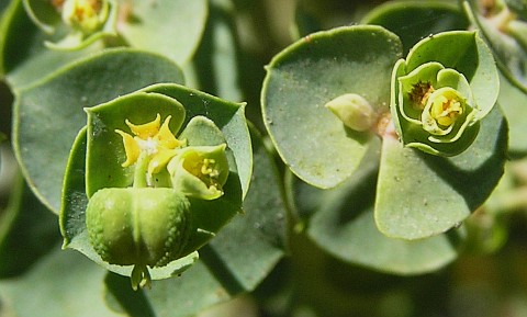 Euphorbia segetalis