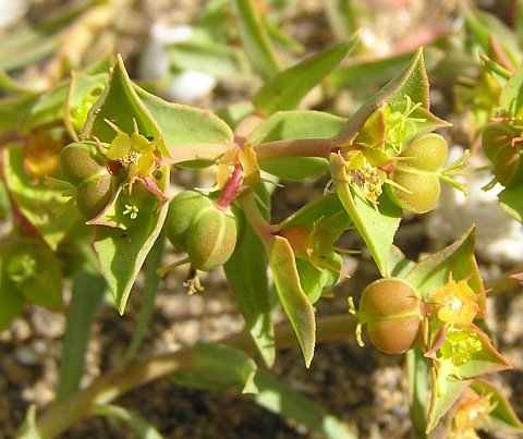 Euphorbia terracina