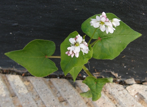 Fagopyrum esculentum