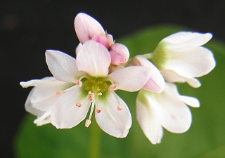 Fagopyrum esculentum