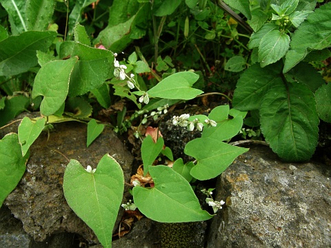 Fallopia convolvulus