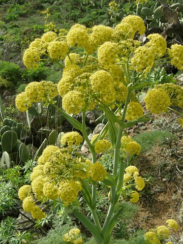 Inflorescencia de Ferula lancerottensis