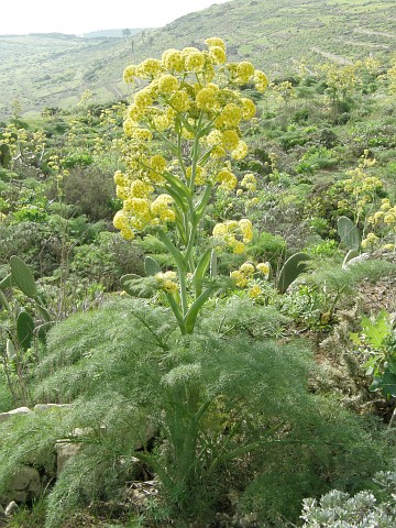 Ferula lancerottesis