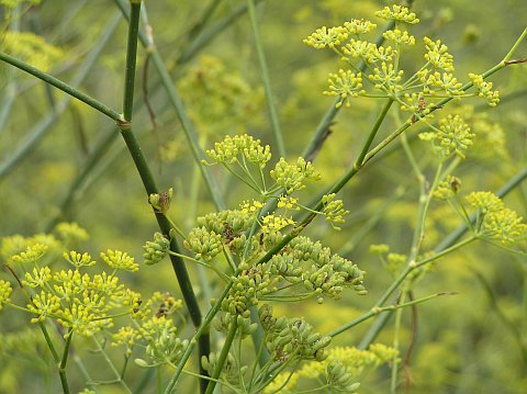 Foeniculum vulgare