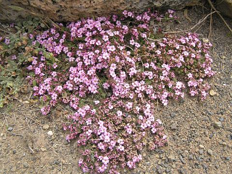 Frankenia ericifolia