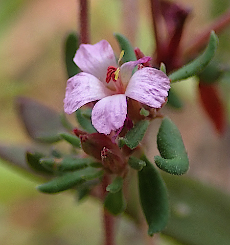 Frankenia
          pulverulenta