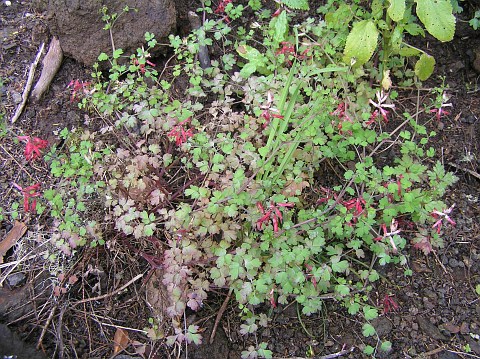 Fumaria coccinea