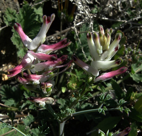 Fumaria officinalis