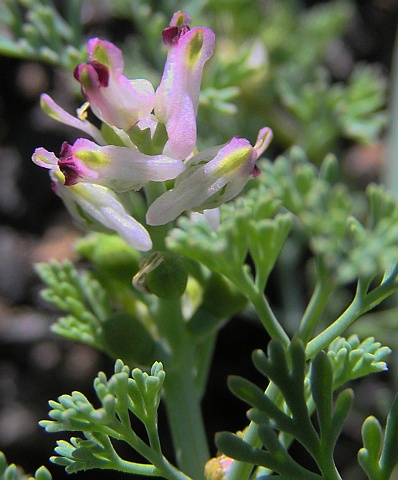 Fumaria vaillantii