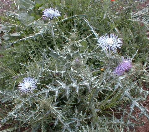 Galactites tomentosa