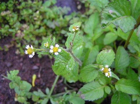 Galinsoga quadriradiata