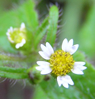 Galinsoga quadriradiata