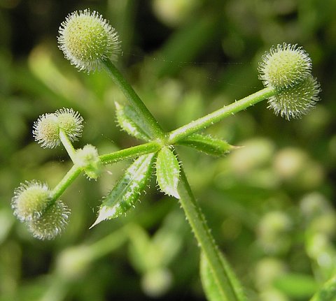 Galium aparine