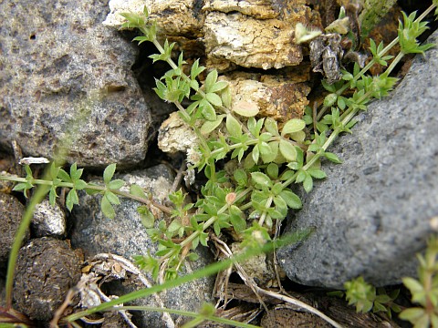 Galium murale