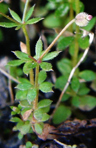 Galium parisiense