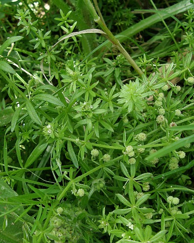 Galium aparine