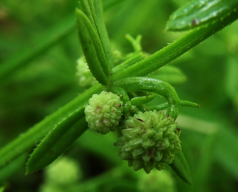 Galium verrucosum