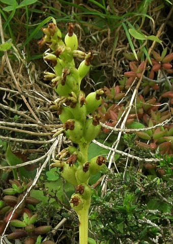 Gennaria diphylla