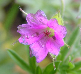 Geranium dissectum