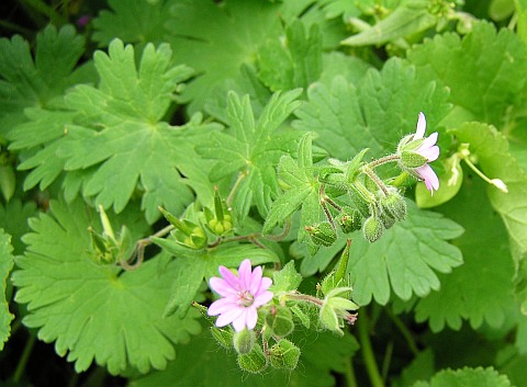 Geranium molle