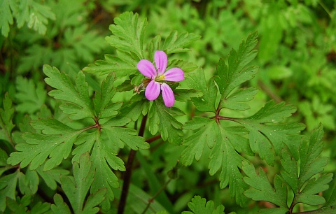 Geranium purpureum