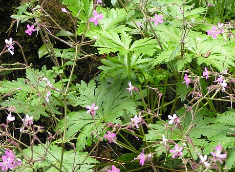 Geranium reuteri