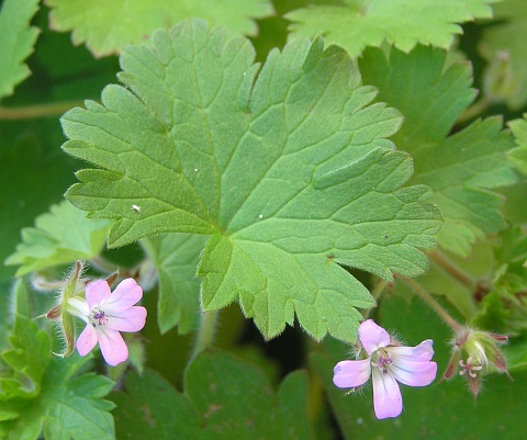 Geranium rotundifolium