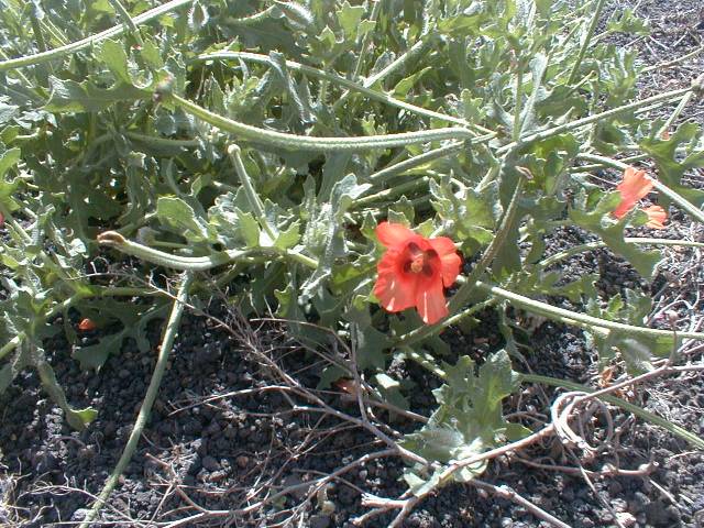 Glaucium corniculatum