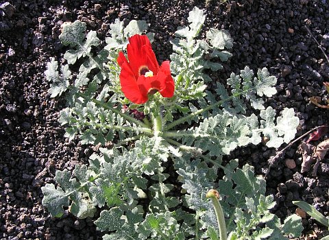 Glaucium corniculatum