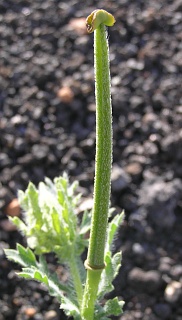 Fruto de
          Glaucium corniculatum