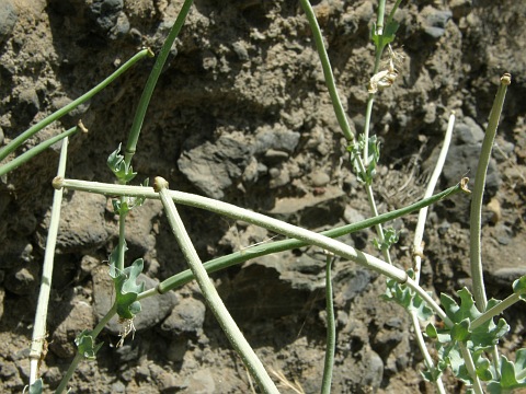 Frutos de Glaucium
          flavum